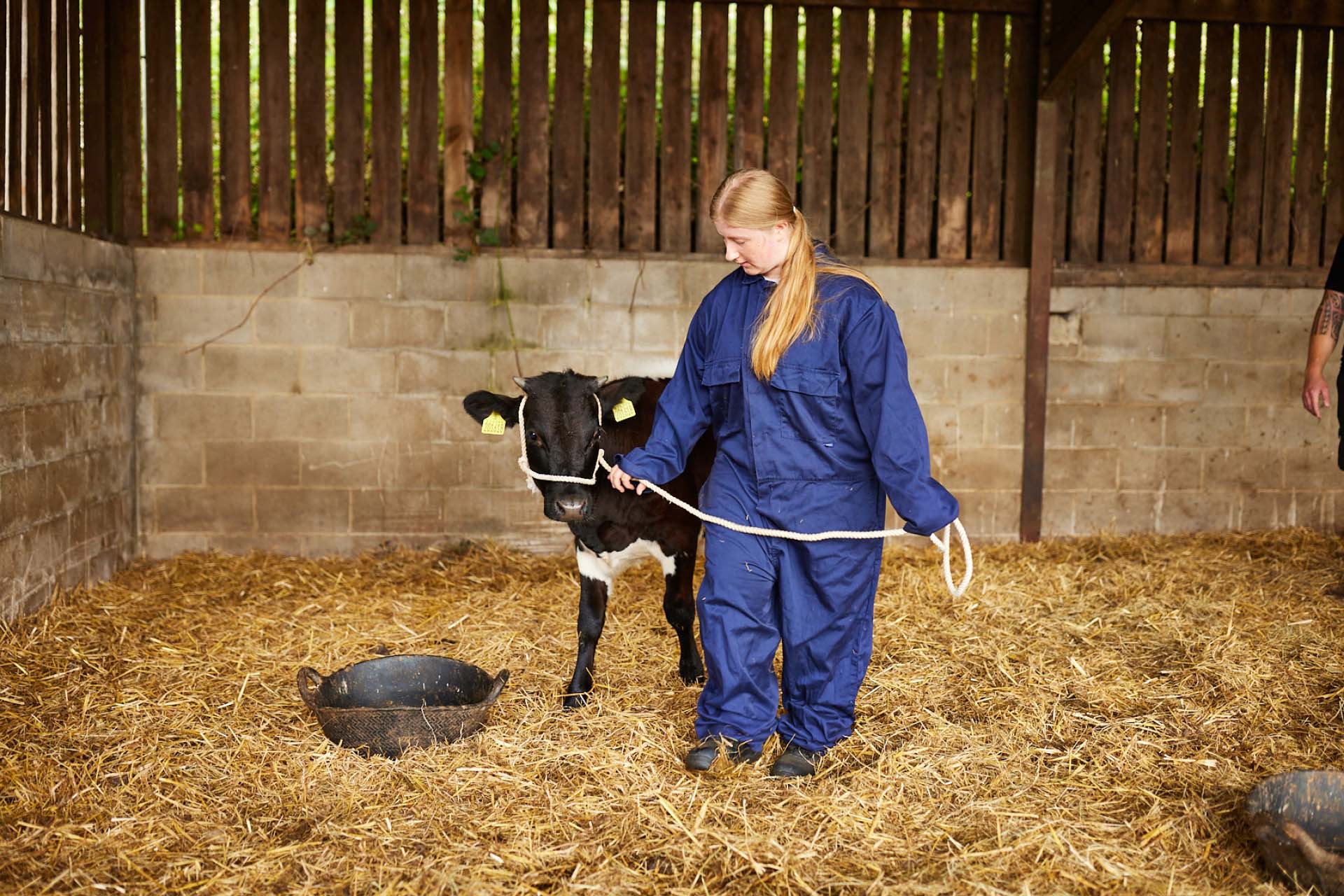 A calf has a rope around it's head in a barn at Temple Newsham full of hay, and is being guided by someone wearing navy overalls to walk forwards