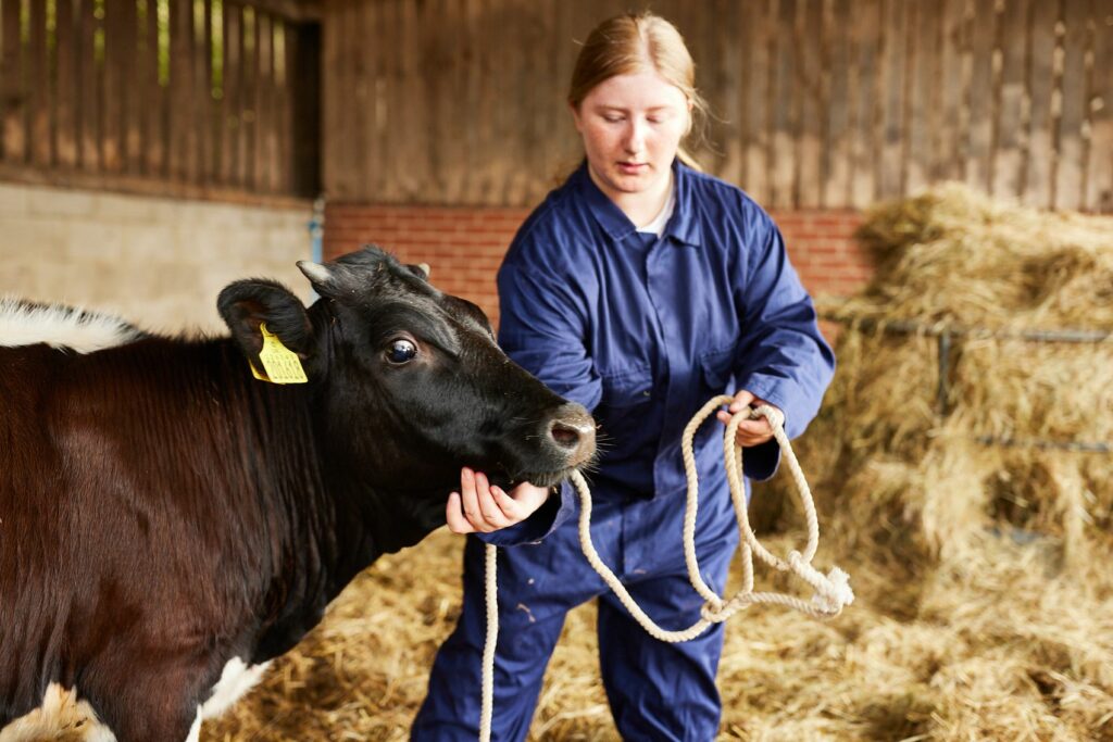 Animal Care and Land Management student leading a cow
