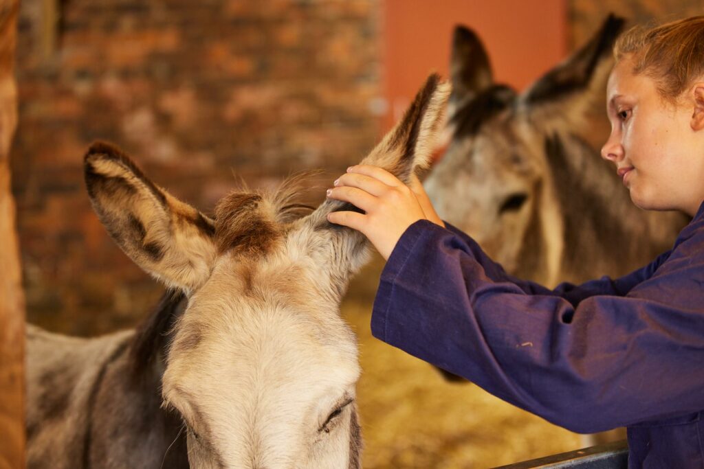 LCC Land and Animal Care student checking a donkeys ear for any issues/infections
