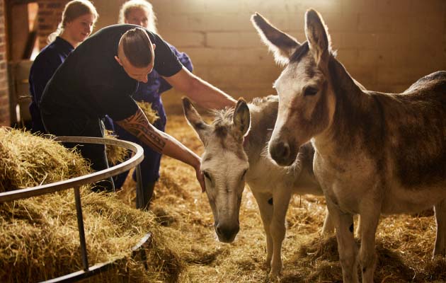 Leeds City College Animal Care teacher at Temple Newsam Farm caring for donkeys stood in hay