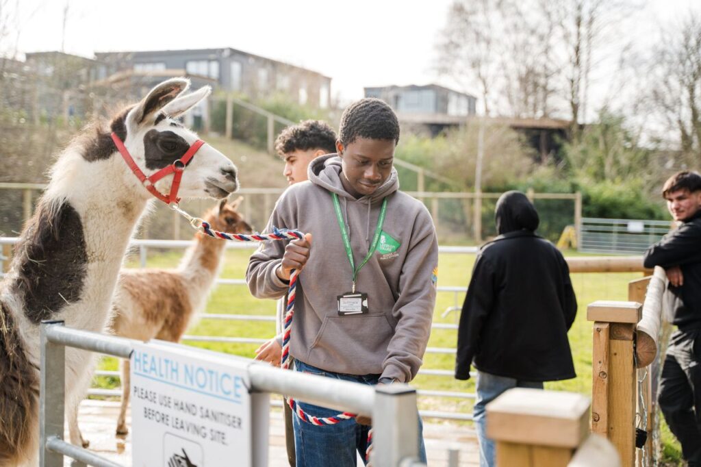 Apprenticeship student at a farm leading a lama