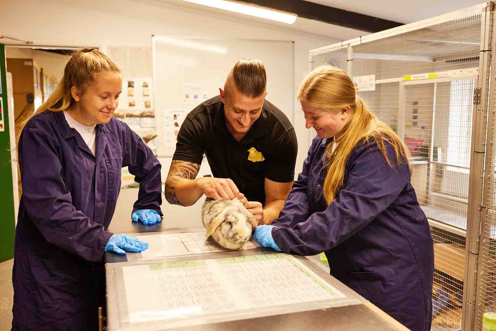 An instructor with tattooed arms showing two students wearing blue lab coats and gloves how to examine a grey and white rabbit on a examination table