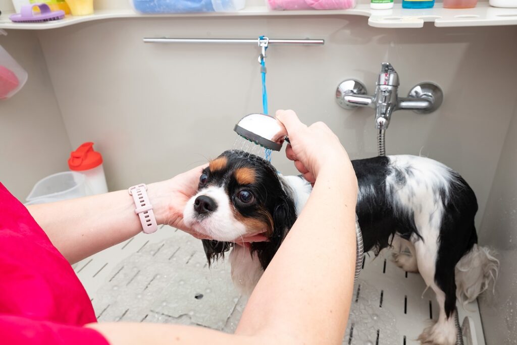 Cute dog enjoys bath time at home