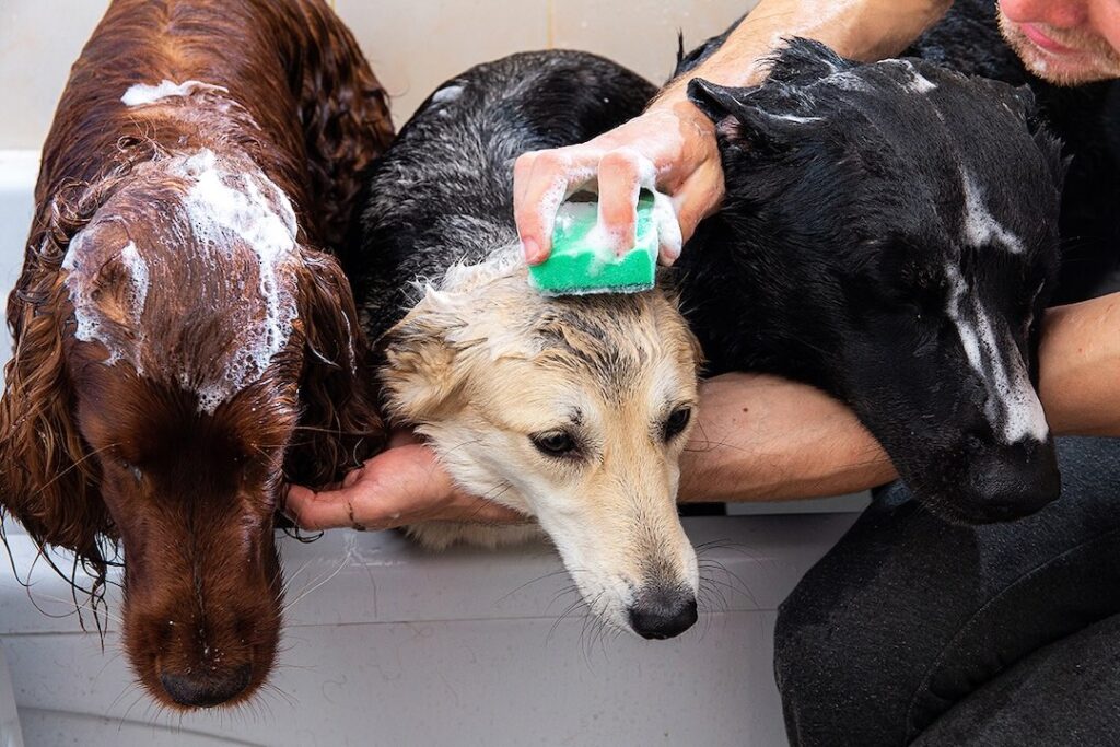 Dogs getting a bath together indoors