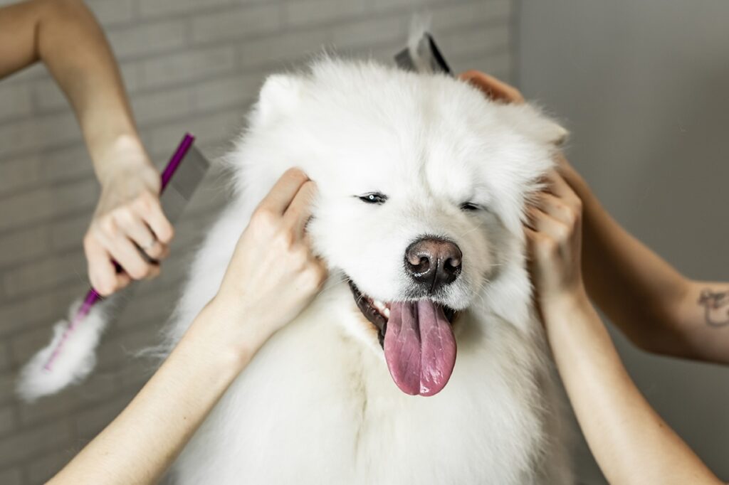 Happy dog getting groomed and pampered
